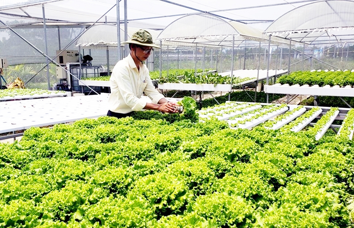 Các HTX đang thể hiện vai trò tích cực trong phát triển nông nghiệp theo hướng nâng cao giá trị gia tăng ở Đà Nẵng.