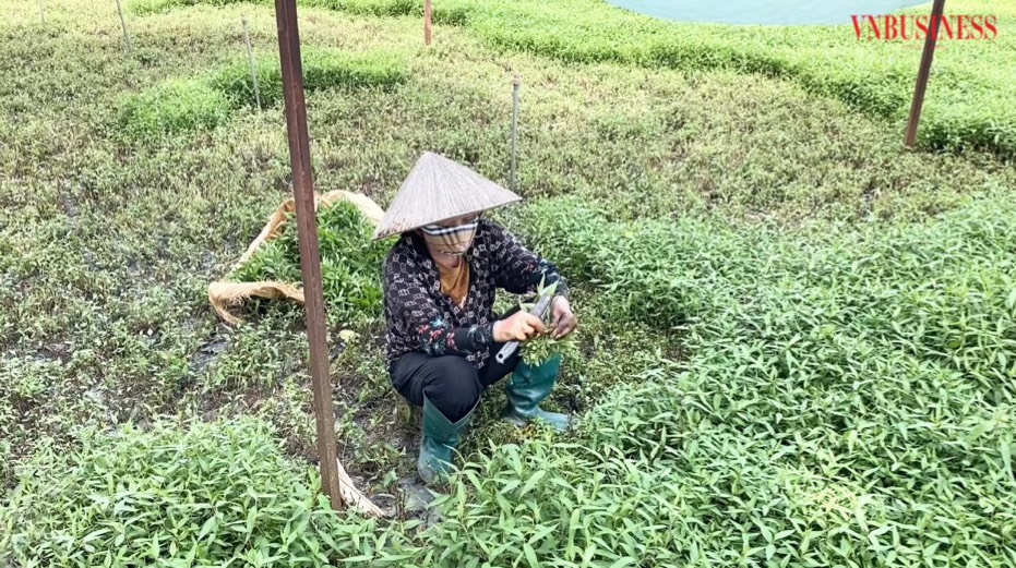 HTX Tân Minh có diện tích canh tác 218ha với 1.685 hộ thành viên.