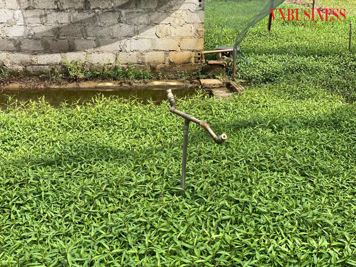 Trên mỗi ruộng rau, các thành viên HTX đều trang bị mái lưới che, hệ thống phun tưới tự động.