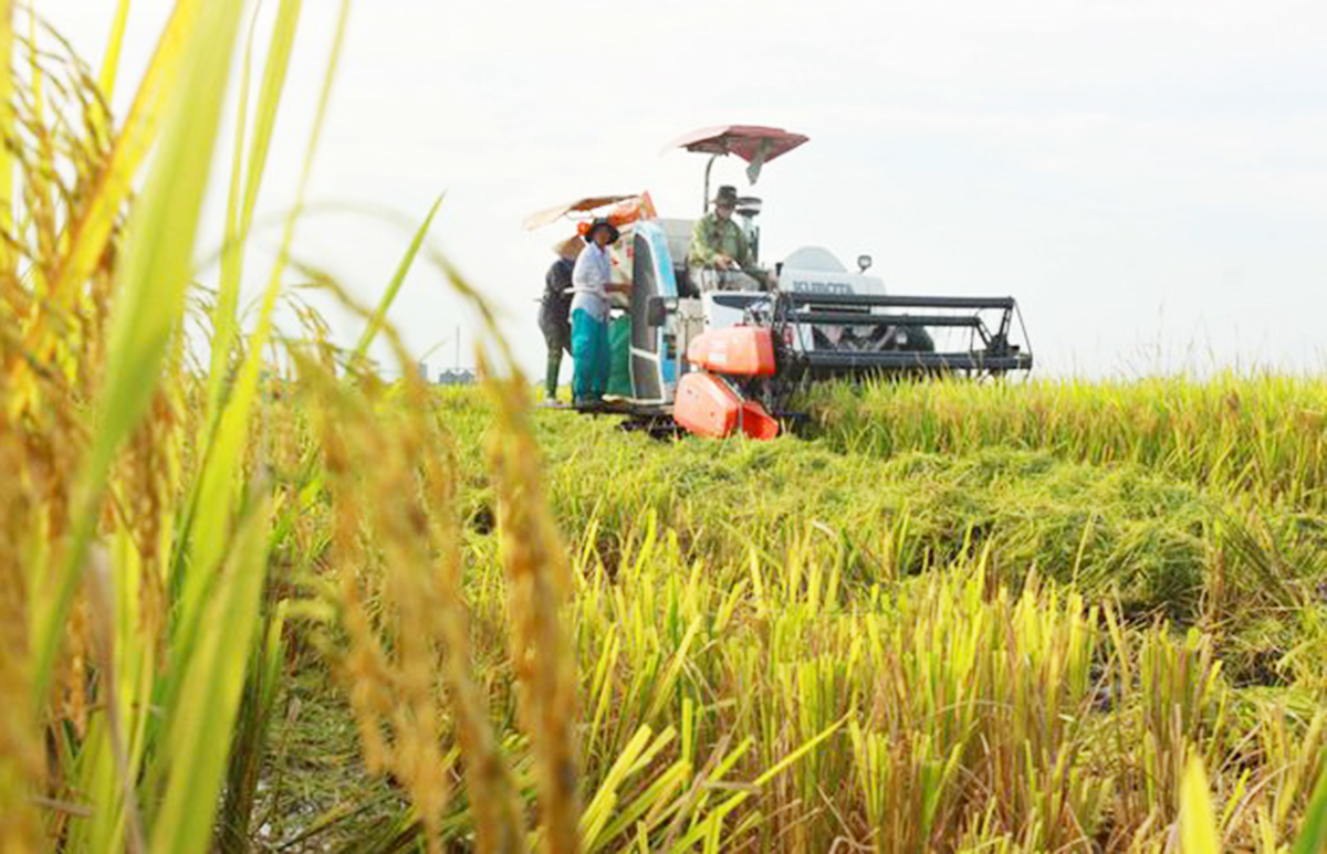 Vụ lúa kết thúc vào cuối tháng 4 vừa qua mang lại cho nông dân Đà Nẵng nhiều niềm vui nhờ được mùa, giá cao.