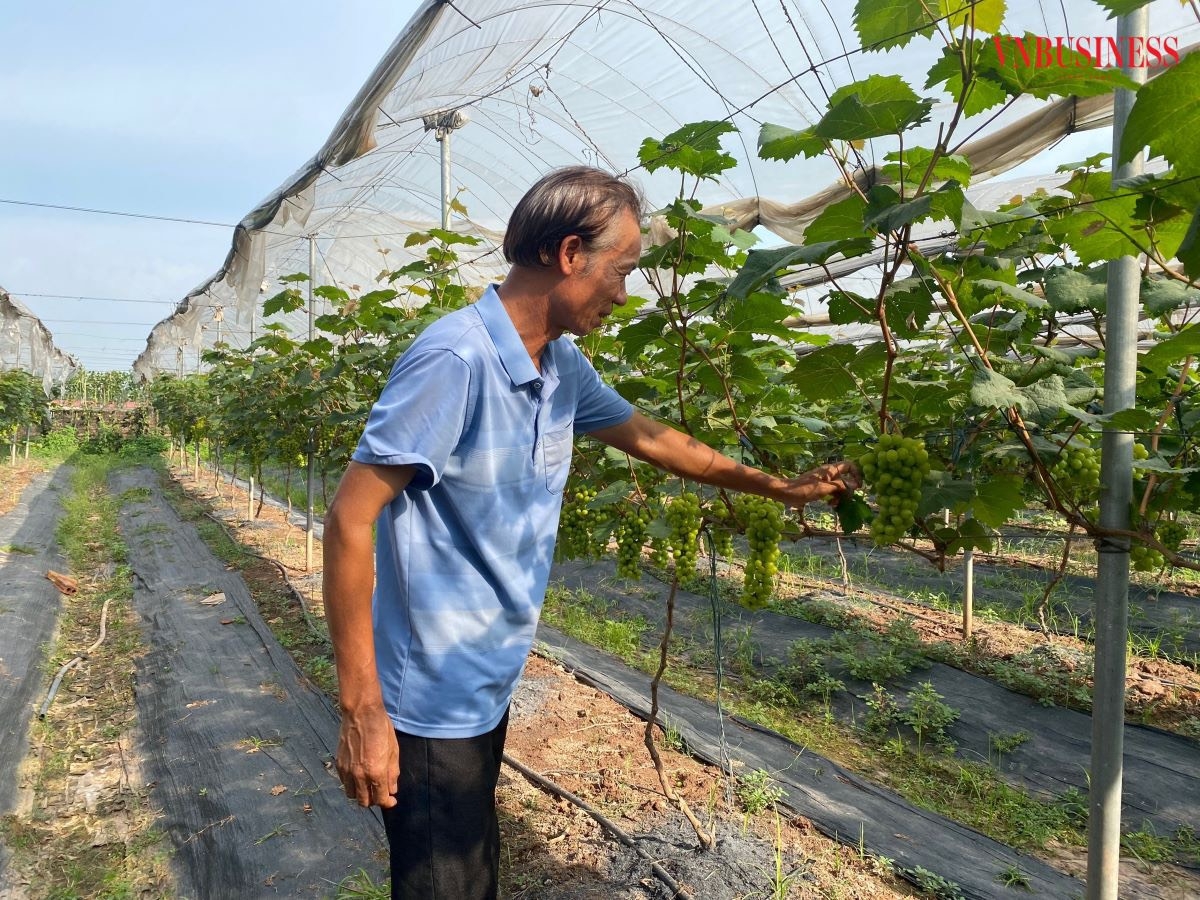 HTX Sinh Phát Phương Đình hiện canh tác hơn 1,5ha nho Hạ đen và nho sữa.