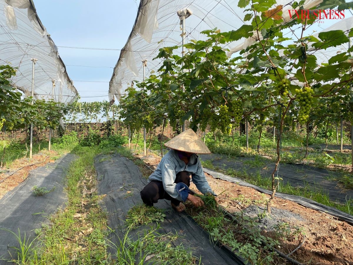Nho Hạ đen là một giống mới và khó trồng ở miền Bắc, HTX Sinh Phát Phương Đình đã tìm tòi và nghiên cứu để đưa tới người tiêu dùng sản phẩm ngon với giá thành phù hợp.