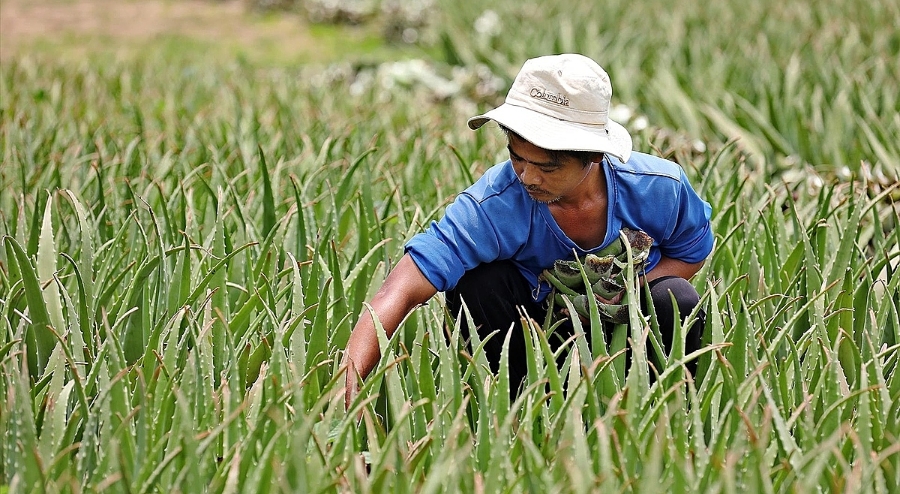 Mối liên kết giữa nông dân, HTX, doanh nghiệp được hình thành có vai trò không nhỏ của kênh báo chí.