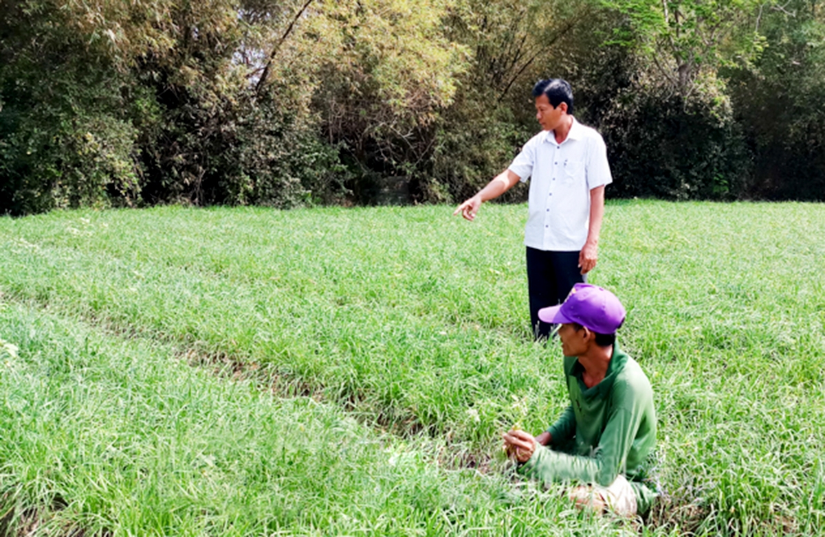 Nhiều nông dân Sóc Trăng đang kiếm bộn từ mô hình trồng hẹ lấy bông &lpar;Ảnh: BST&rpar;.