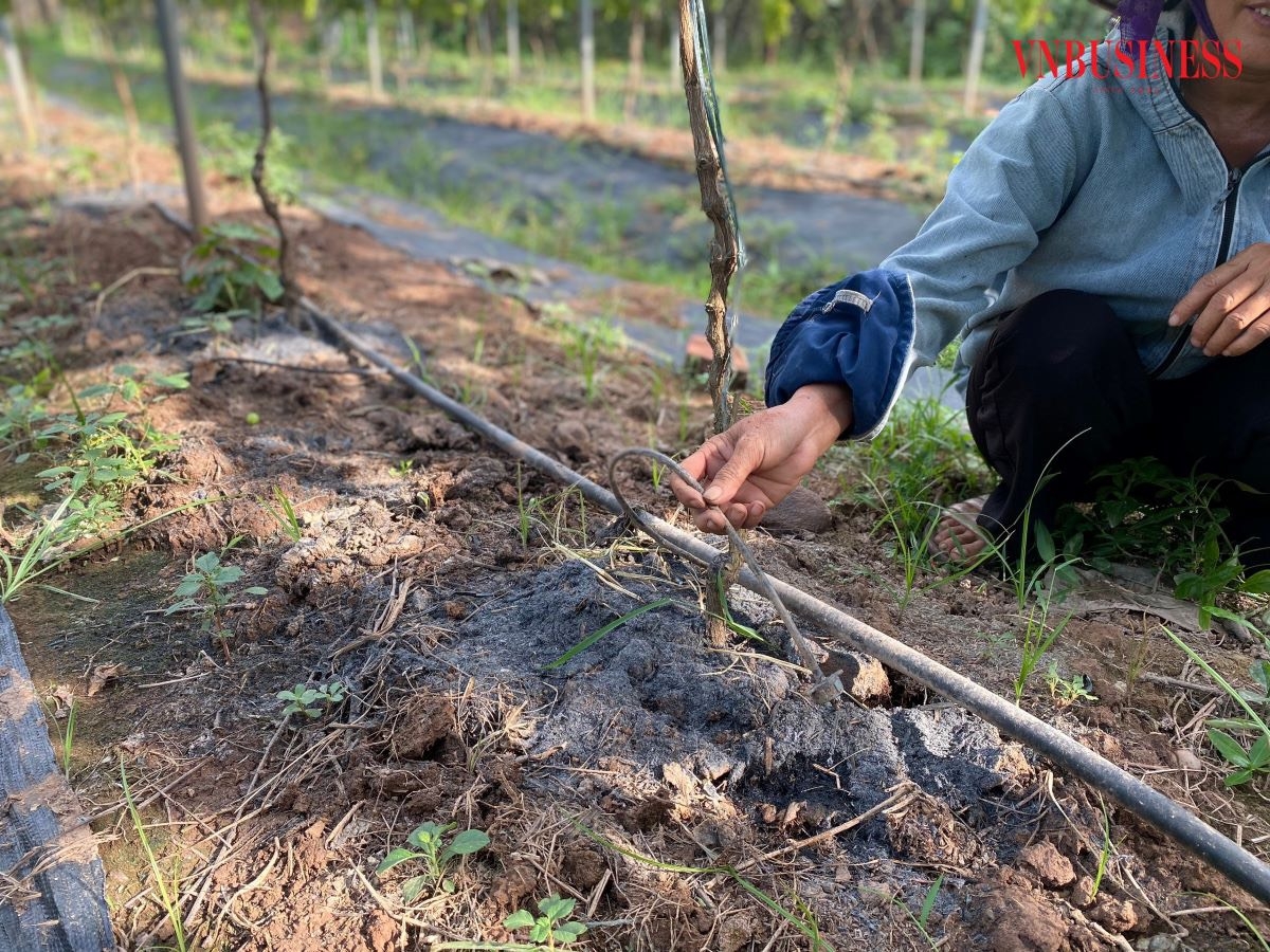 Để cây sinh trưởng và phát triển tốt, HTX đầu tư hệ thống phun tưới tự động có chế độ điều chỉnh phù hợp với thời tiết.