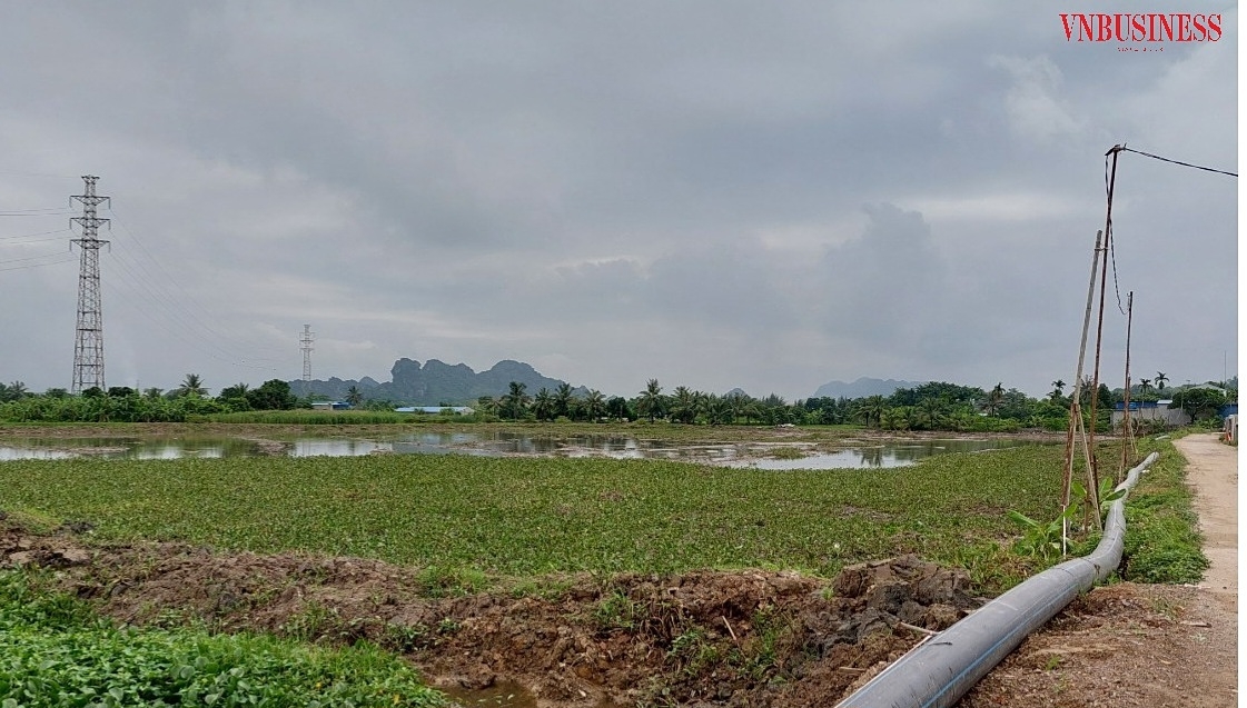 Trước giờ phun cát nhiều khu vực bèo, rau vẫn xanh mướt.