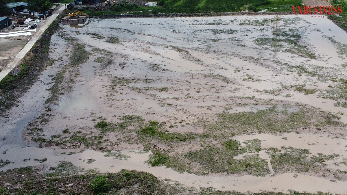 Đơn vị thi công vùi bèo, cỏ lau - hữu cơ xuống thay vì múc đi.