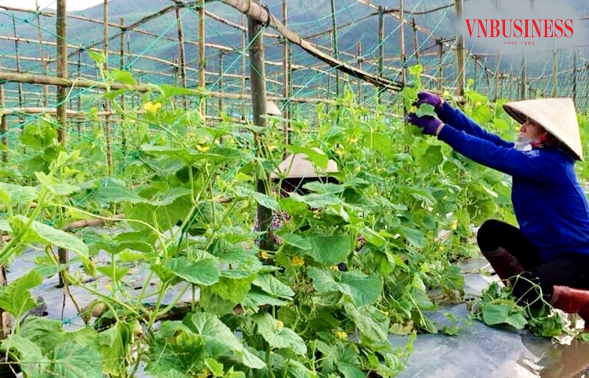 Sáng tạo là chìa khóa thành công của HTX nông nghiệp II Nhơn Thọ.