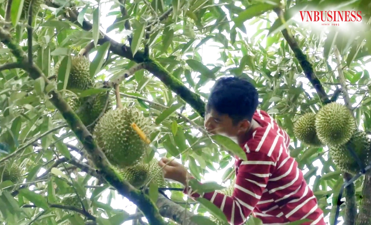 Các hộ trồng sầu riêng đang chủ động liên kết hình thành chuỗi giá trị, từ đó đảm bảo phát triển bền vững.