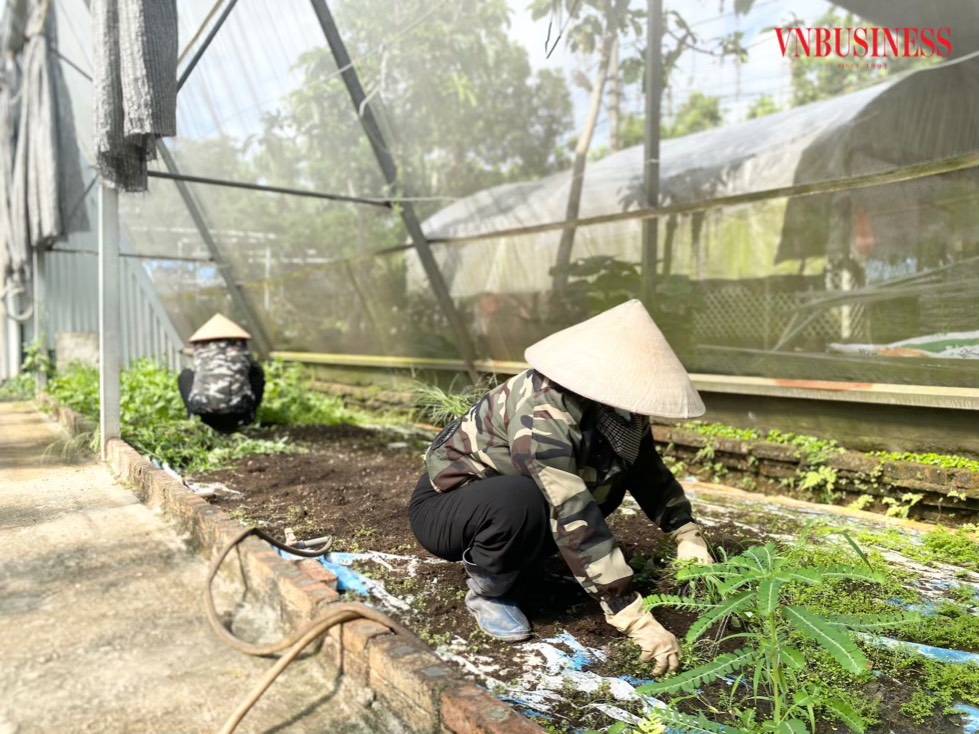 Ngoài trồng dưa vàng CNC, HTX còn trồng các loại rau thuỷ canh an toàn sinh học.