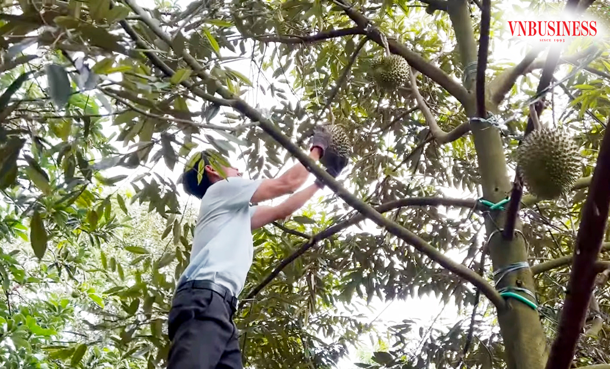 Các nhà vườn trồng sầu riêng đang tích cực canh tác theo tiêu chuẩn an toàn để tăng cạnh tranh.