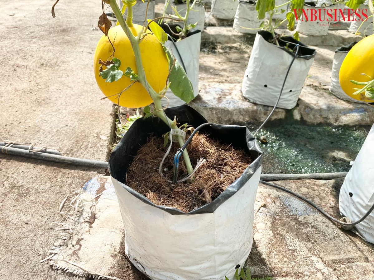 Mỗi gốc cây đều được trang bị hệ thống tưới nhỏ giọt tự động.