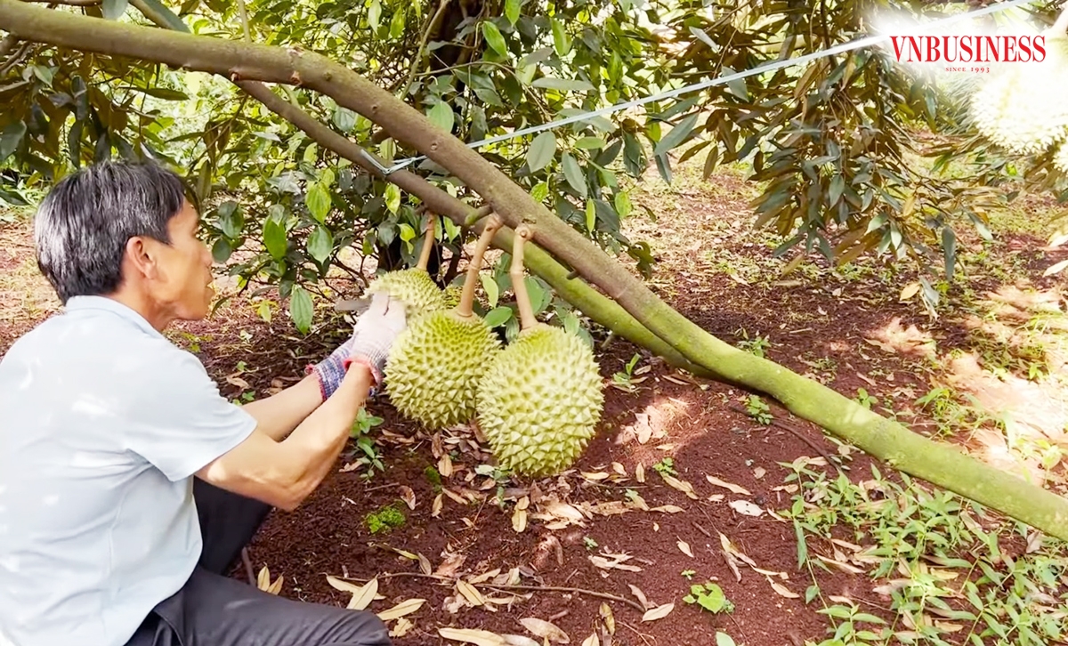 Vụ sầu riêng ở Gia Lai năm nay được dự báo tiếp tục thắng lớn nhờ được mùa, được giá.