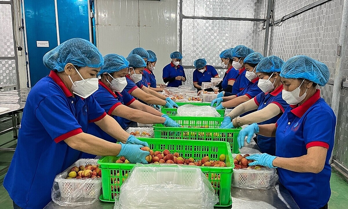 Vải Thanh Hà có đầu ra thuận lợi ở trong và ngoài nước nhờ khâu xúc tiến thương mại được quan tâm.