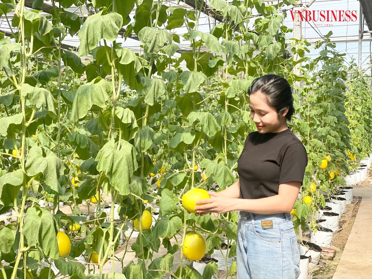 Mô hình trồng dưa vàng trong nhà màng áp dụng công nghệ cao mang lại hiệu quả kinh tế cao.