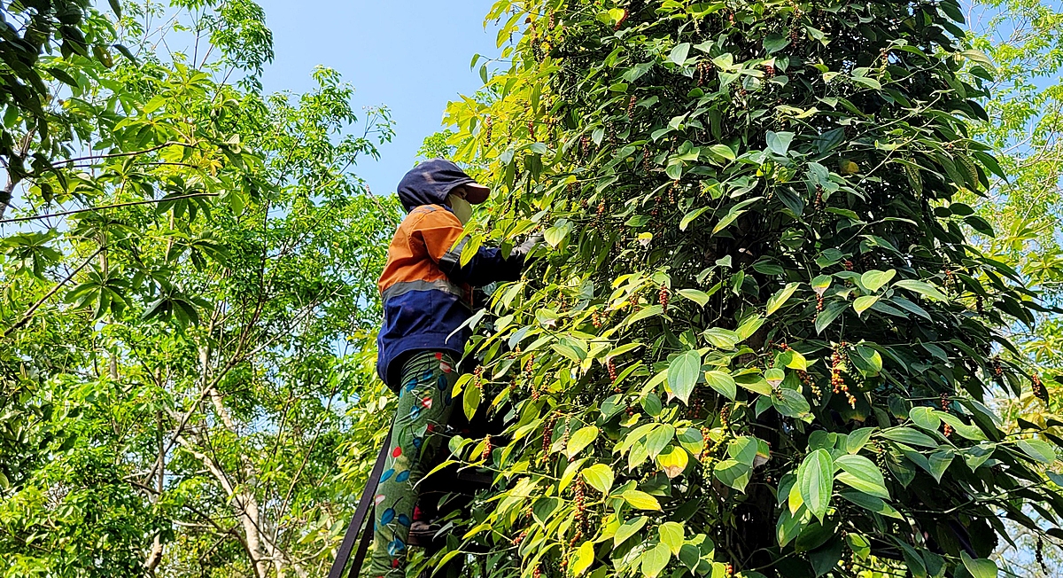 Giá tiêu giảm từ 10.000-16.000 đồng/kg.