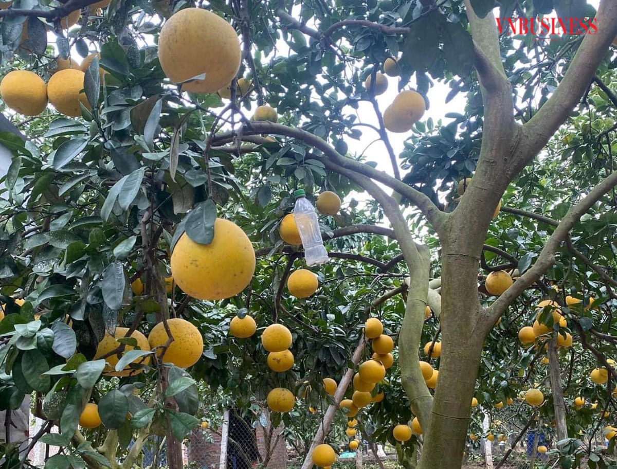 Bưởi tôm vàng của HTX sản xuất và tiêu thụ bưởi tôm vàng Thượng Mỗ đã đạt OCOP 4 sao.