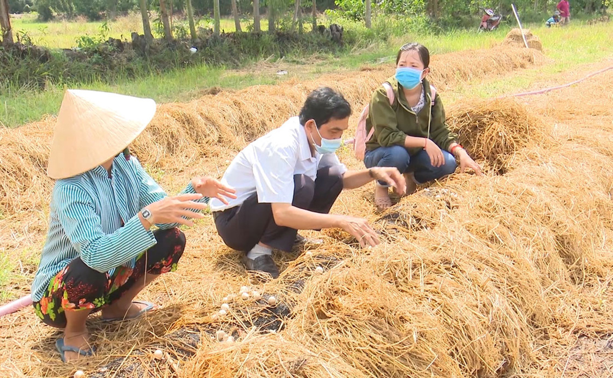 Việc tận dụng rơm rạ để phát triển mô hình trồng nấm đem lại lợi nhuận cao cho nông dân &lpar;Ảnh:BLA&rpar;.