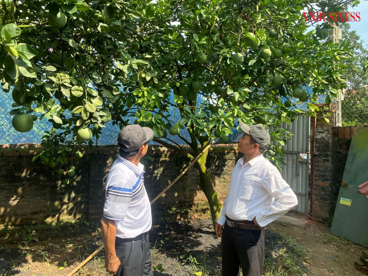 100% diện tích đất nông nghiệp đã được chuyển sang trồng bưởi tôm vàng và cây ăn quả khác.