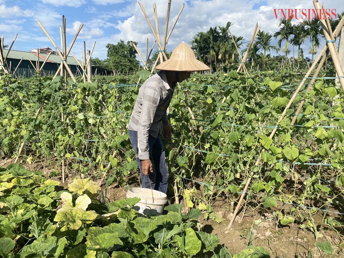 Người lao động của HTX Đại Lan luôn tỉ mỉ, cẩn trọng trong từng công đoạn, quy trình sản xuất - chăm sóc rau.