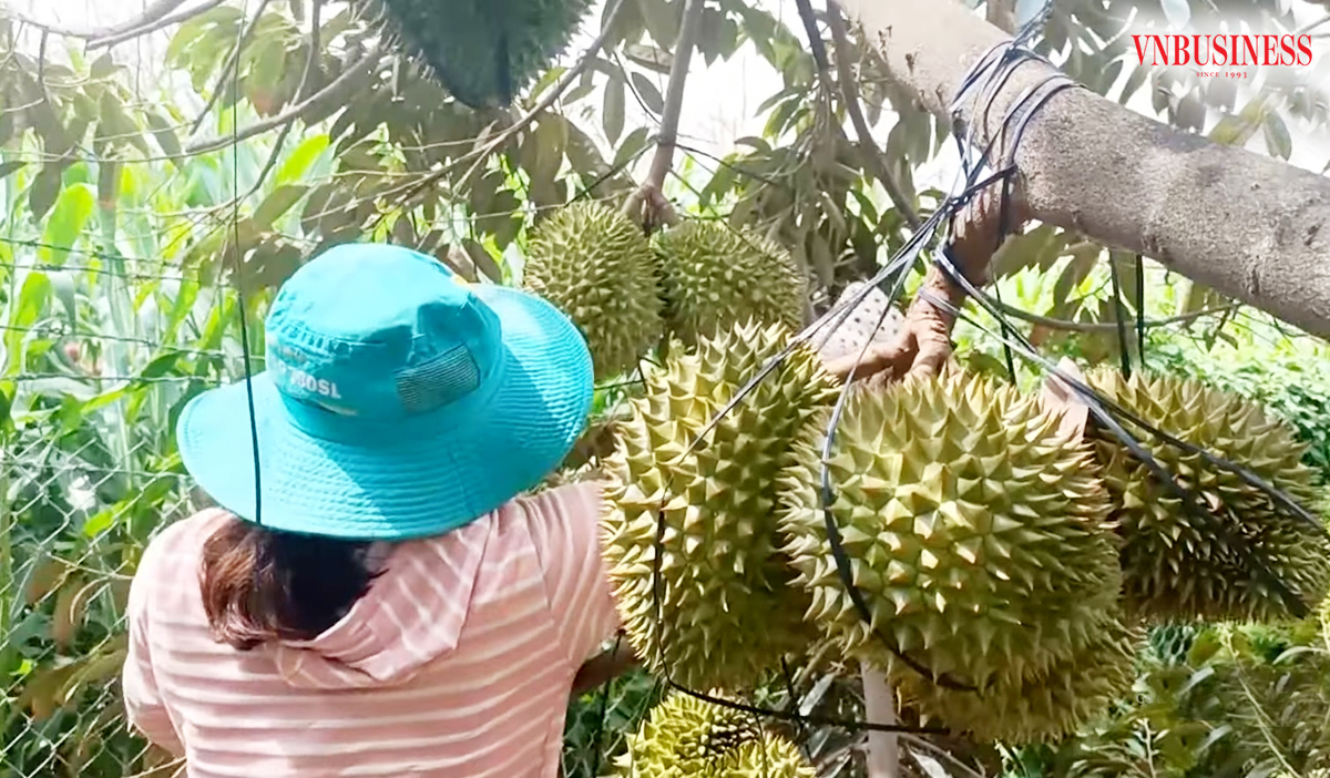 Sầu riêng cũng đang cho thấy giá trị cao, giúp nông dân An Giang thoát nghèo, làm giàu.