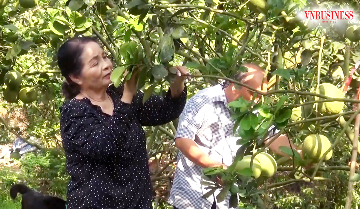 Cây ăn quả là cây trồng truyền thống đang mang lại thu nhập cao cho người dân An Giang.