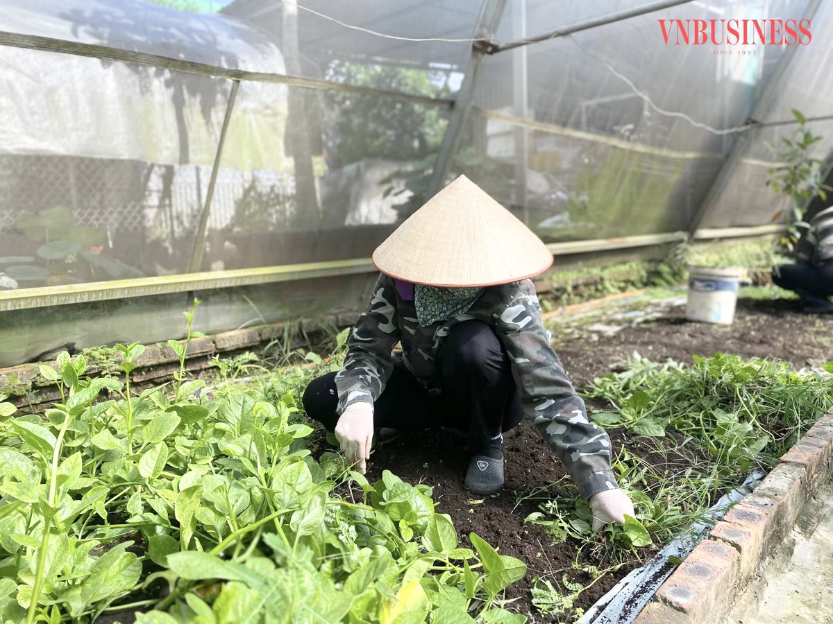 HTX Đại Lan áp dụng các phương pháp canh tác hữu cơ.