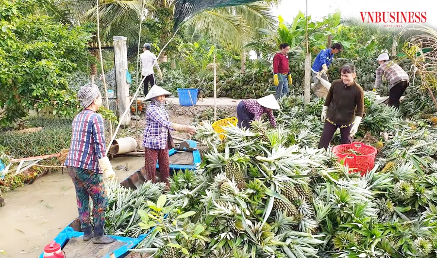 Khóm Cầu Đúc là đặc sản nức tiếng, mang lại thu nhập cao cho nông dân Hậu Giang.