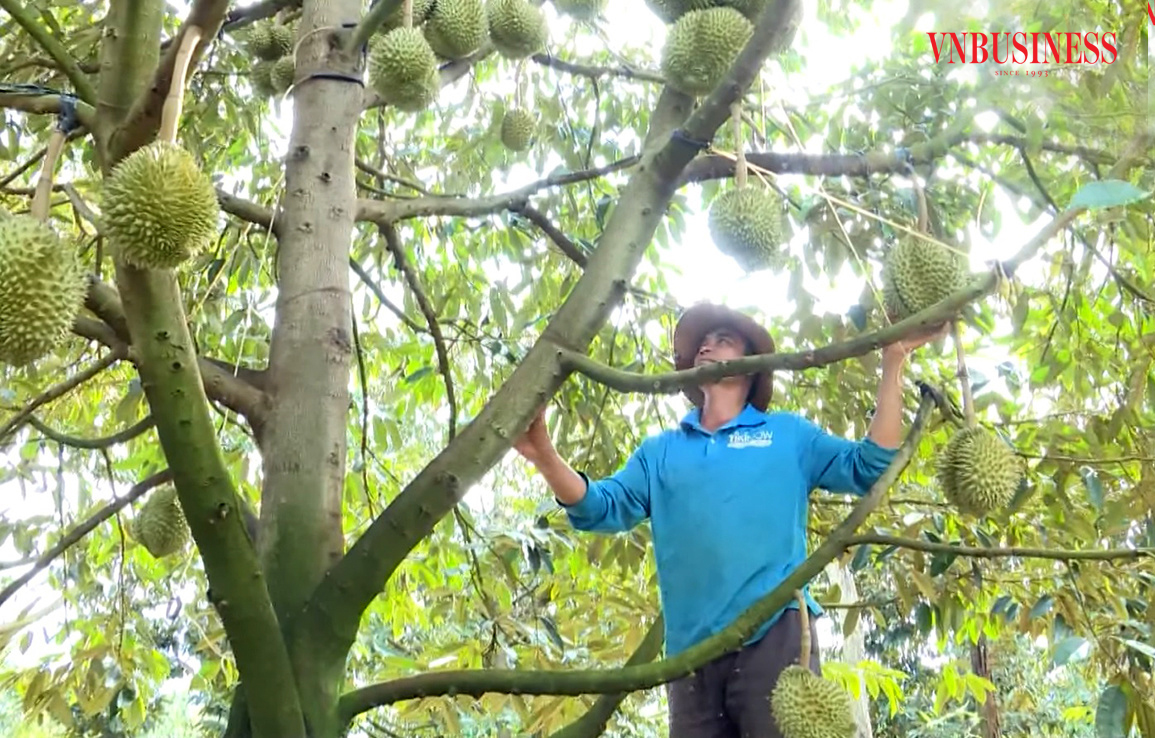 Nông dân các tỉnh Tây Nguyên đang kỳ vọng thu tiền tỷ từ sầu riêng, nhưng các mối lo cũng đang hiện hữu, đặc biệt là vấn đề xuất khẩu sang thị trường tỷ dân Trung Quốc.