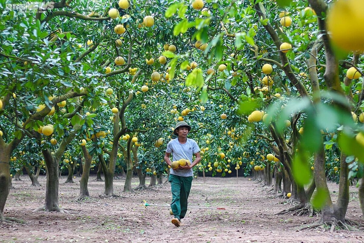 Luật HTX 2023 được đánh giá là có hành lang pháp lý thông thoáng hơn Luật HTX năm 2012.