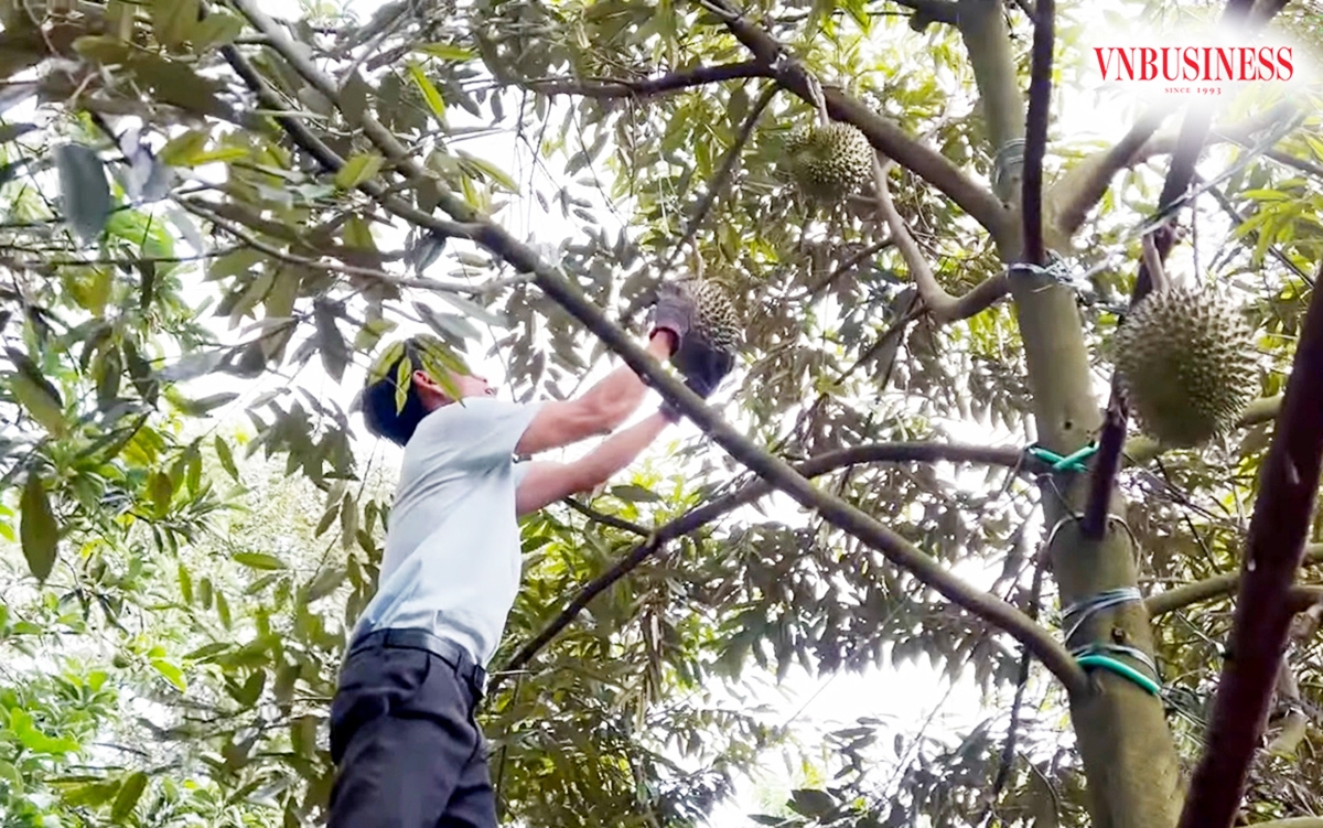 Vụ sầu riêng tại Gia Lai, Đắk Lắk, Lâm Đồng... sẽ lần lượt bước vào chính vụ trong thời gian tới.