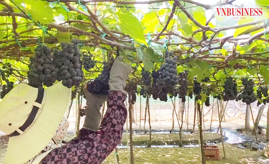 Nho hạ đen đang bén rễ và lan rộng trên nhiều vùng đất ở phía Bắc, mang lại giá trị kinh tế cao.