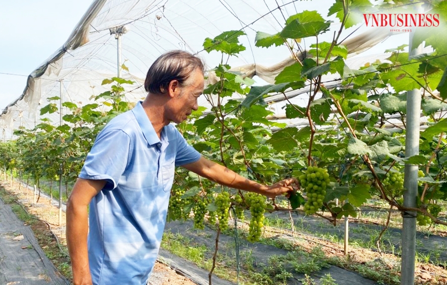 Thúc đẩy các chuỗi liên kết với đầu tàu là các HTX, doanh nghiệp là chìa khóa để nho hạ đen cho giá trị bền vững.