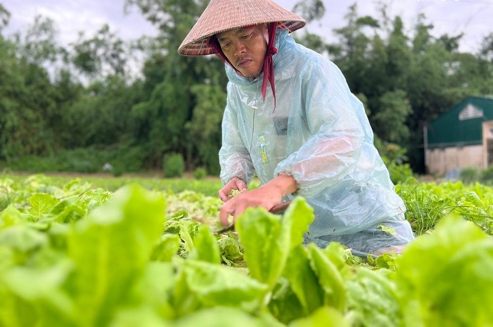 Sản xuất nông sản mùa mưa dễ bị hao hụt do dập nát.