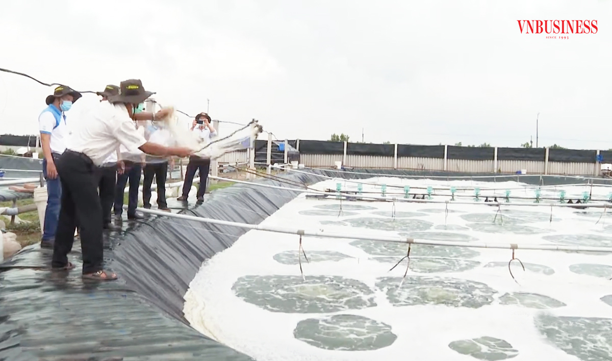 Bến Tre đang có hơn 10 câu lạc bộ tỷ phú nông dân, và dự kiến tiếp tục được nhân rộng.