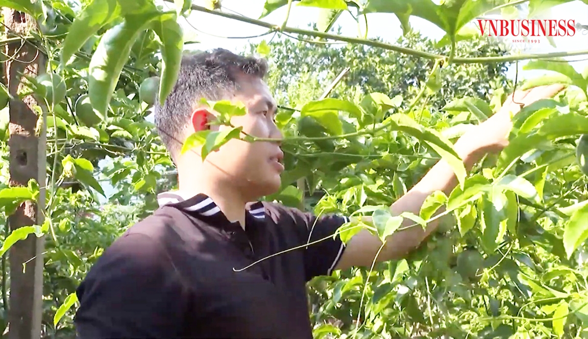 Cây ăn quả đang góp phần xóa đói, giảm nghèo, làm giàu cho nông dân Sìn Hồ.