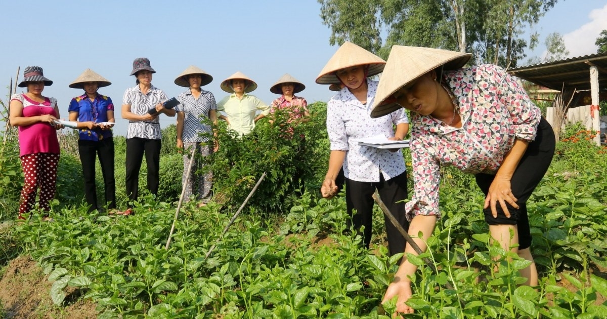 Việc tổ chức tập huấn phải diễn ra thực chất đối với đánh giá viên và thành viên HTX.