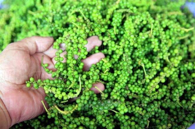 Giá tiêu cao khiến doanh nghiệp khó thu mua.