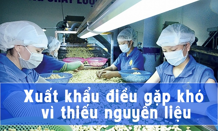 Doanh nghiệp xuất khẩu điều gặp khó vì thiếu nguyên liệu