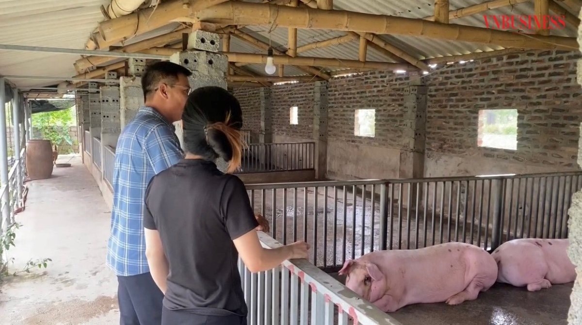 HTX Đồng Tâm có khu trang trại chăn nuôi lợn khép kín với quy mô khoảng 1ha.