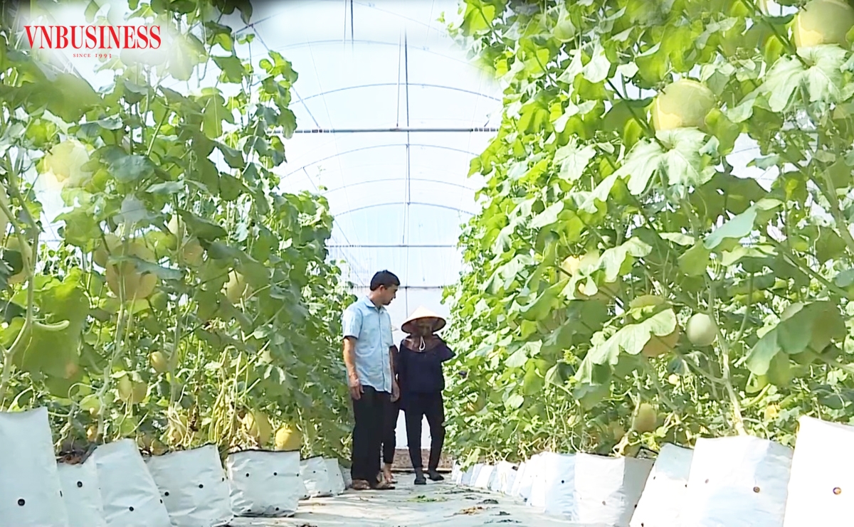 Nông nghiệp công nghệ cao là chìa khóa làm giàu của nông dân Hải Dương.