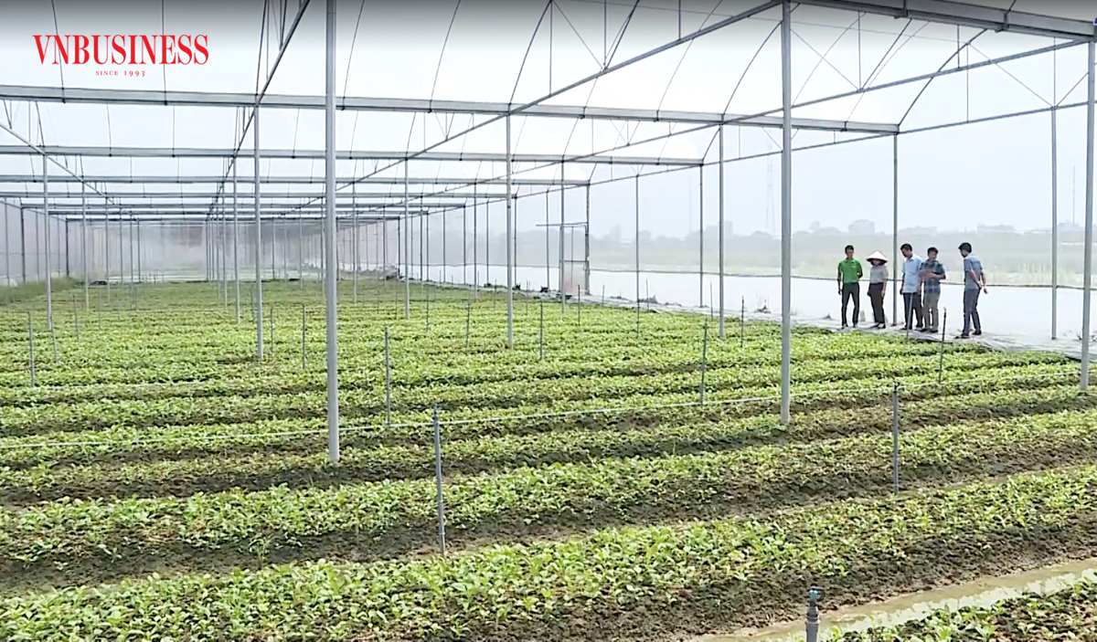 Kim Thành dự kiến tiếp tục đẩy mạnh nông nghiệp công nghệ cao để giảm nghèo, làm giàu cho nông dân.