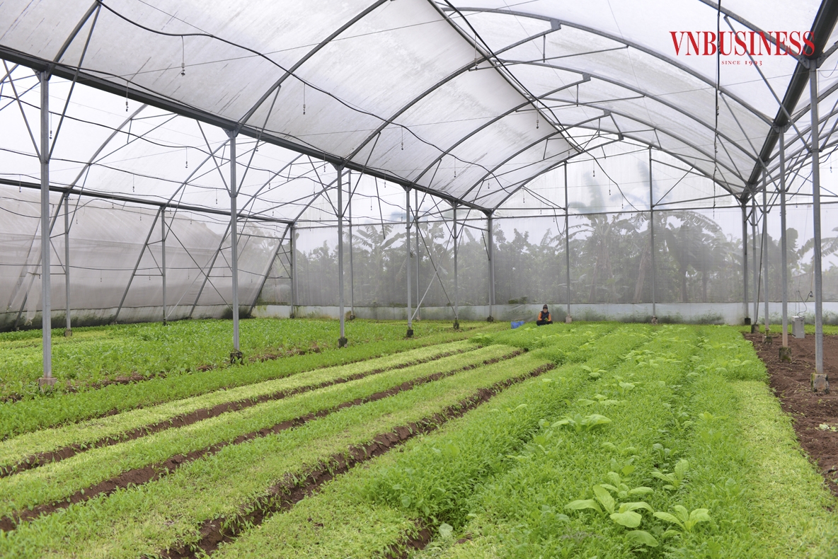 Hiện nay HTX có 25 nhà màng trên diện tích gần 2ha trồng rau các loại, mỗi ngày cơ sở này xuất bán khoảng 800kg rau các loại ra thị trường, doanh thu bình quân đạt khoảng 4 tỷ đồng/năm, ổn định việc làm cho gần 20 lao động với mức thu nhập bình quân khoảng 7 triệu đồng/người/tháng.