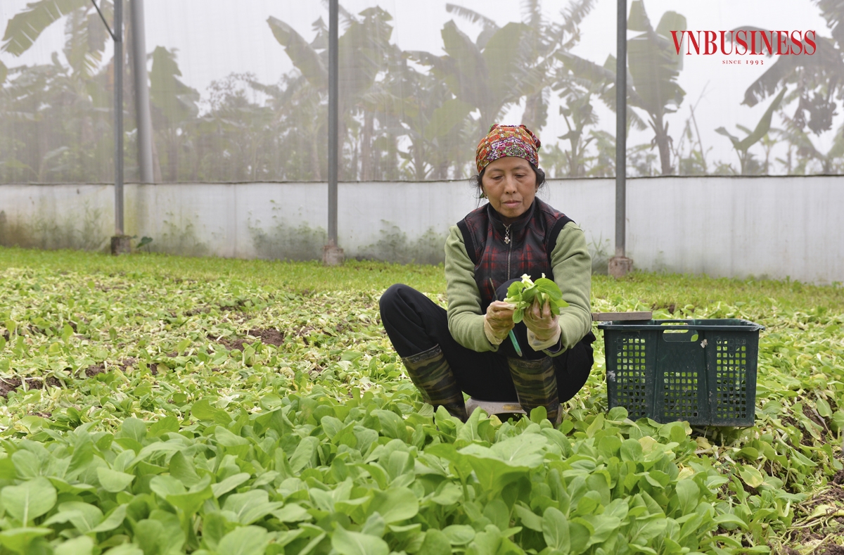 Với nhu cầu tiêu thụ sản phẩm rau sạch ngày càng tăng cao hiện nay, HTX đang đầu tư, mở rộng quy mô sản xuất, vùng trồng với gần 20ha tại tỉnh Hà Nam; từng bước nâng cao sản lượng, đa dạng hóa các sản phẩm của HTX. Phạm Hòa