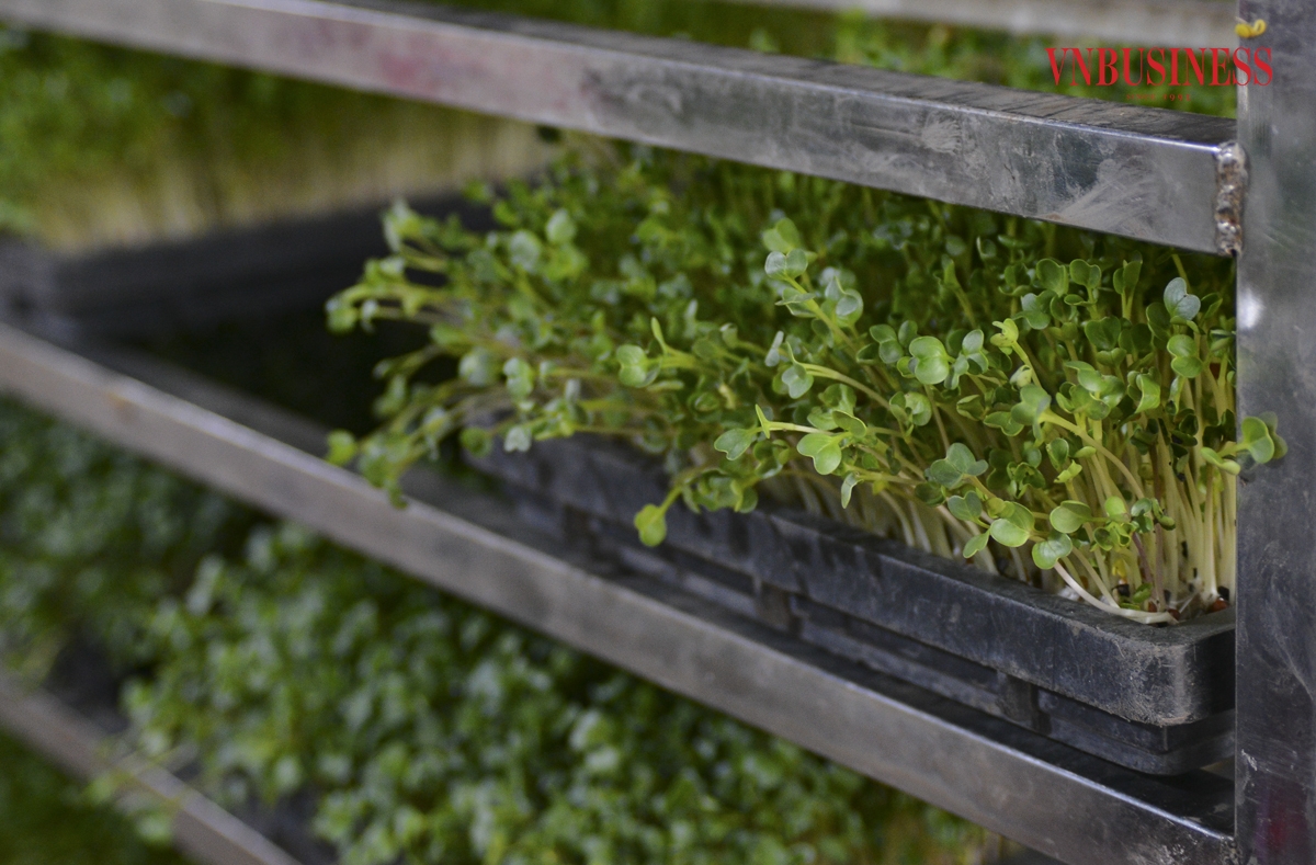 Đề cập đến sản phẩm mới, được người tiêu dùng đón nhận, chị Hà cho biết: “HTX đang là đơn vị duy nhất cung cấp ra thị trường sản phẩm rau càng cua, hiện tại HTX đang tiếp tục nhân giống, sản xuất để cung cấp ra thị trường, và đang được người tiêu dùng đón nhận rất tích cực”.