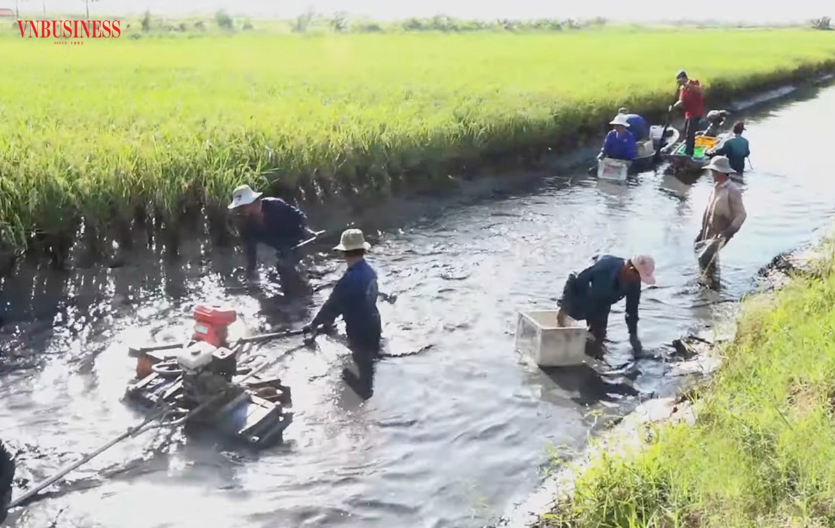 Mô hình con tôm ôm cây lúa là điểm nhấn ứng phó bão hạn mặn của nông dân Kiên Giang.