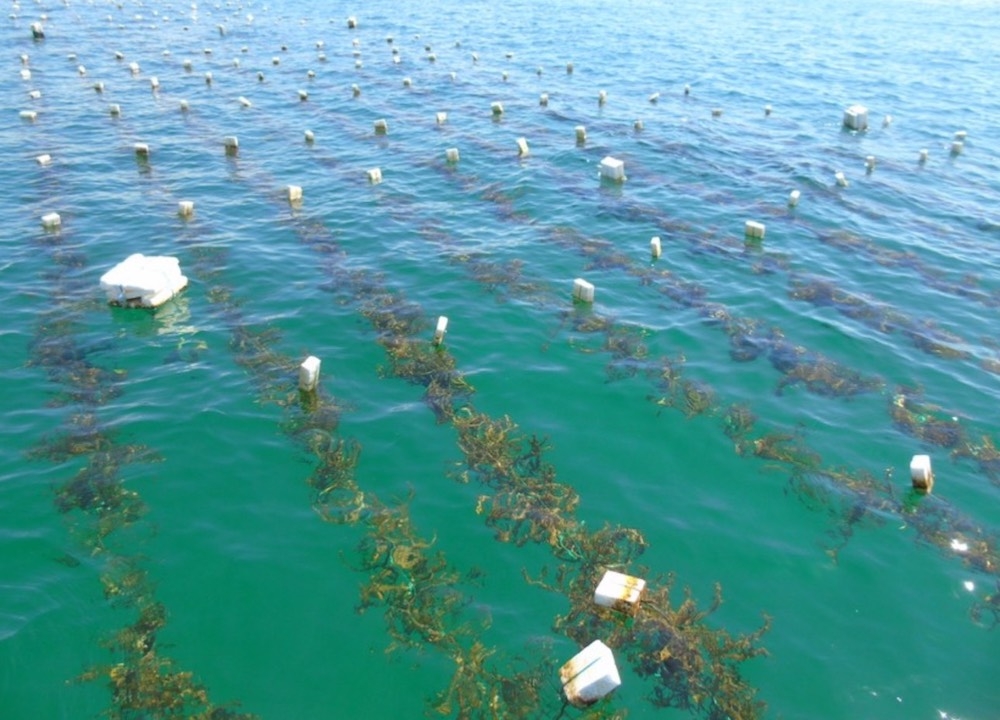 Việc phát triển nguyên liệu vùng trồng rong biển hướng tới mục tiêu bán tín chỉ carbon.