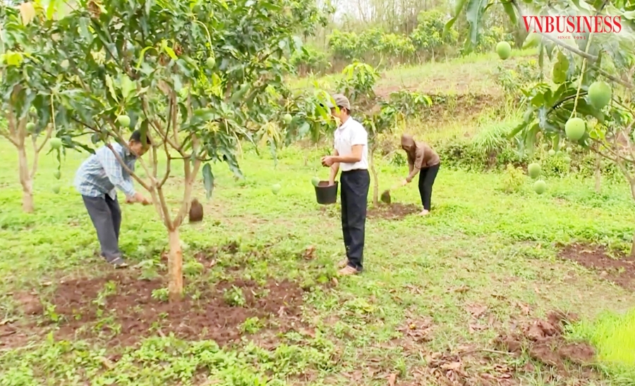 Xoài đang là một trong những cây kinh tế chủ lực ở Yên Châu, Sơn La.