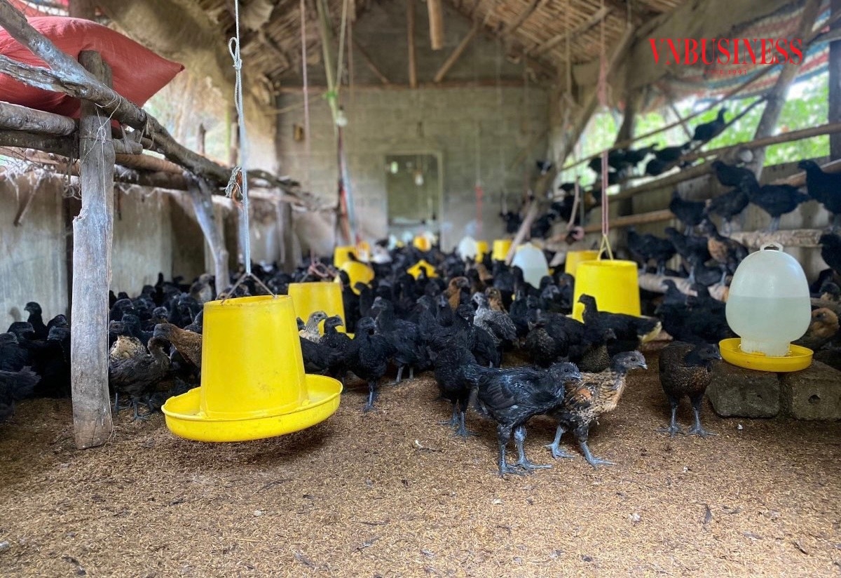 HTX đang chăn nuôi hai giống gà đặc sản là gà đen HMông và gà ri lai Mía.