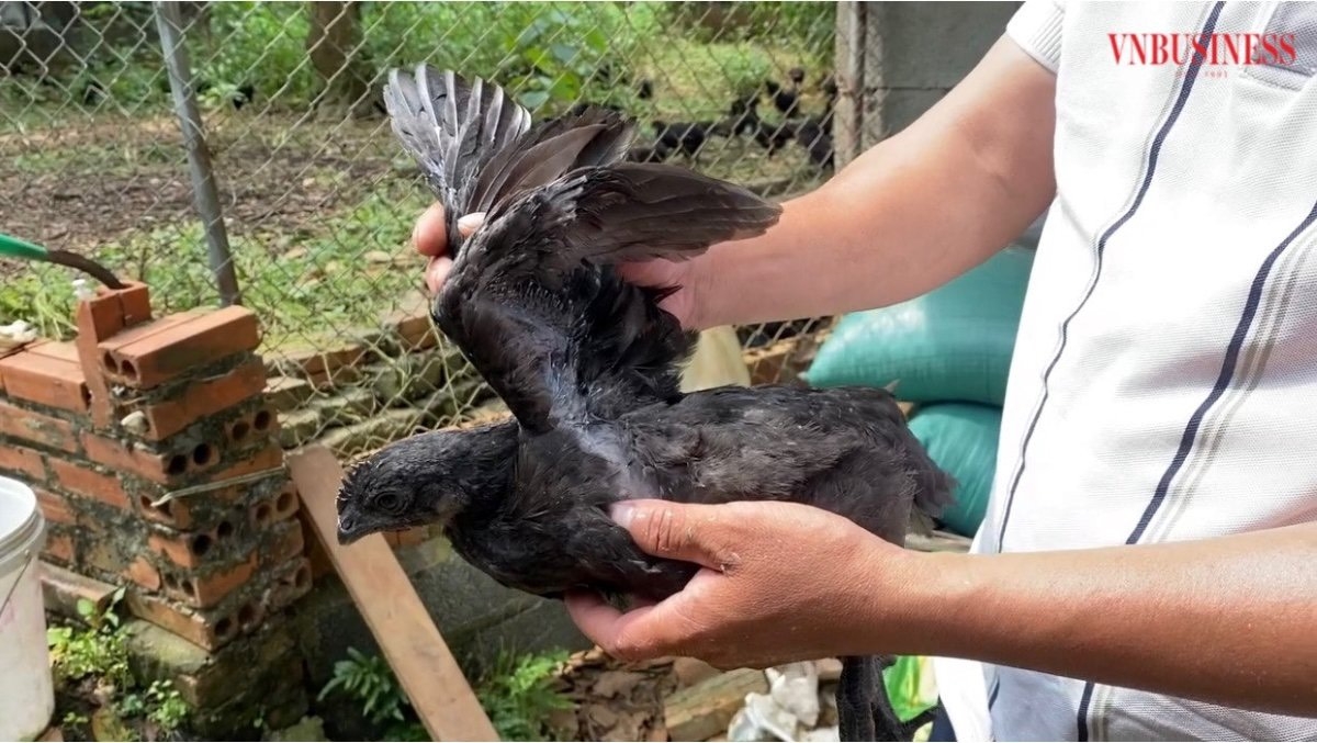 Gà của HTX được nuôi theo tiêu chuẩn sạch nên giá thường cao hơn thị trường.